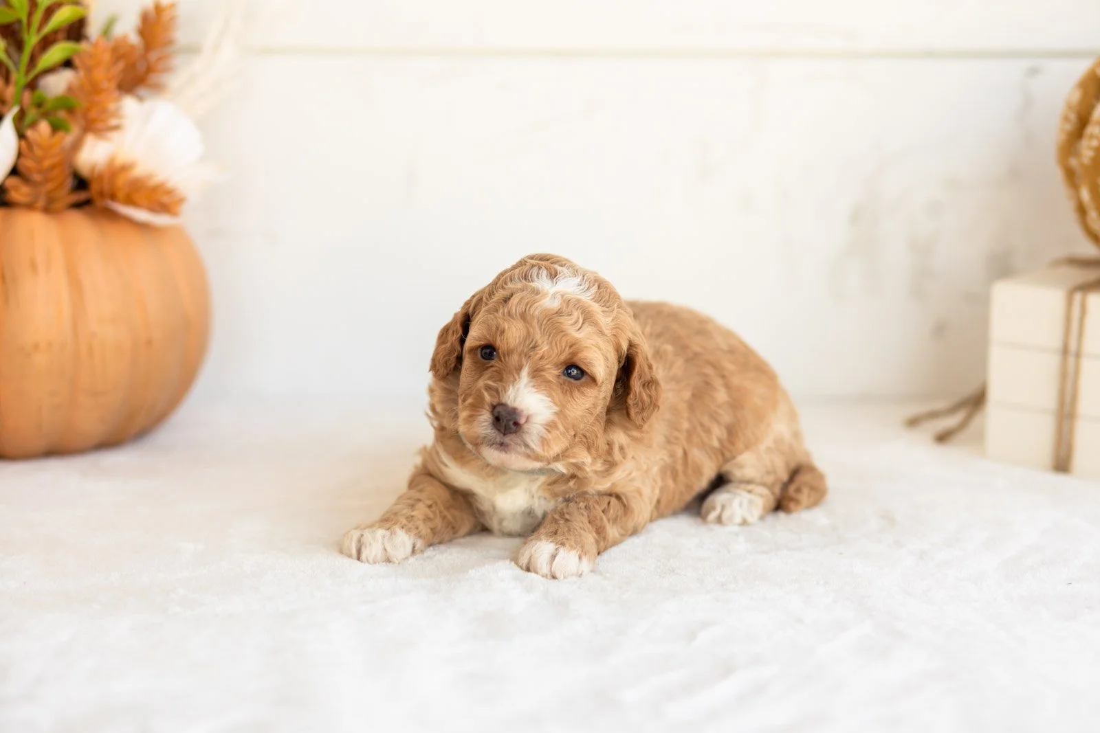 Noodle goldendoodle for sale 4.jpg