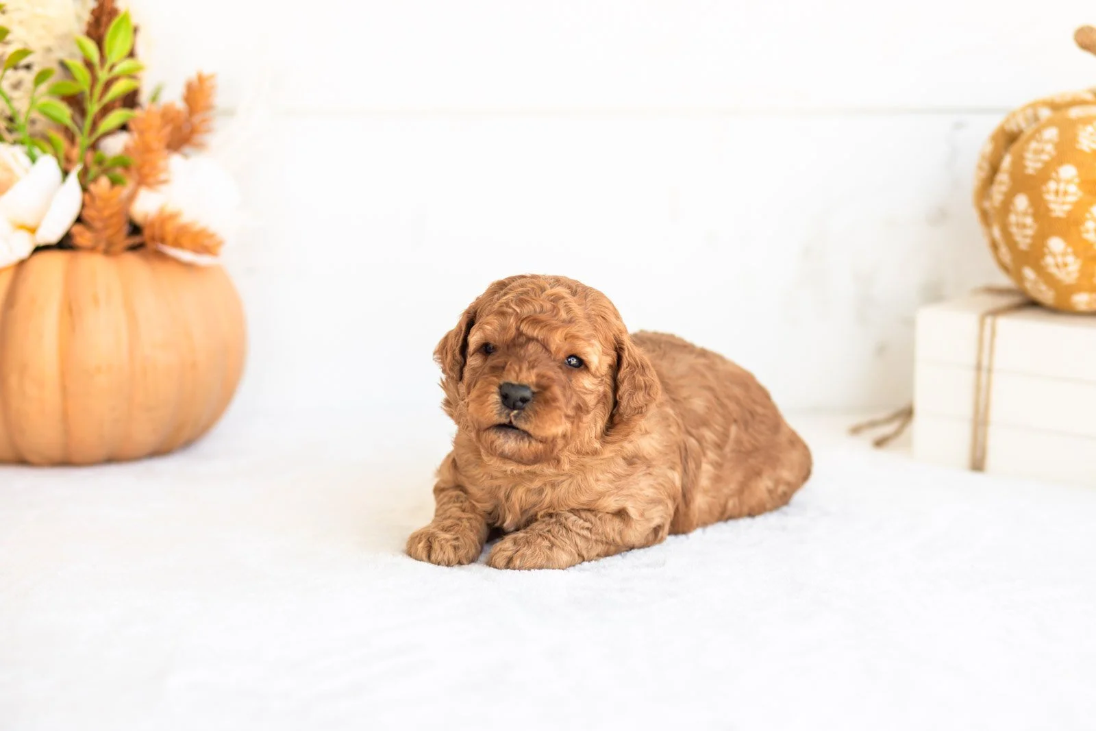 Nutmeg goldendoodle for sale 4.jpg
