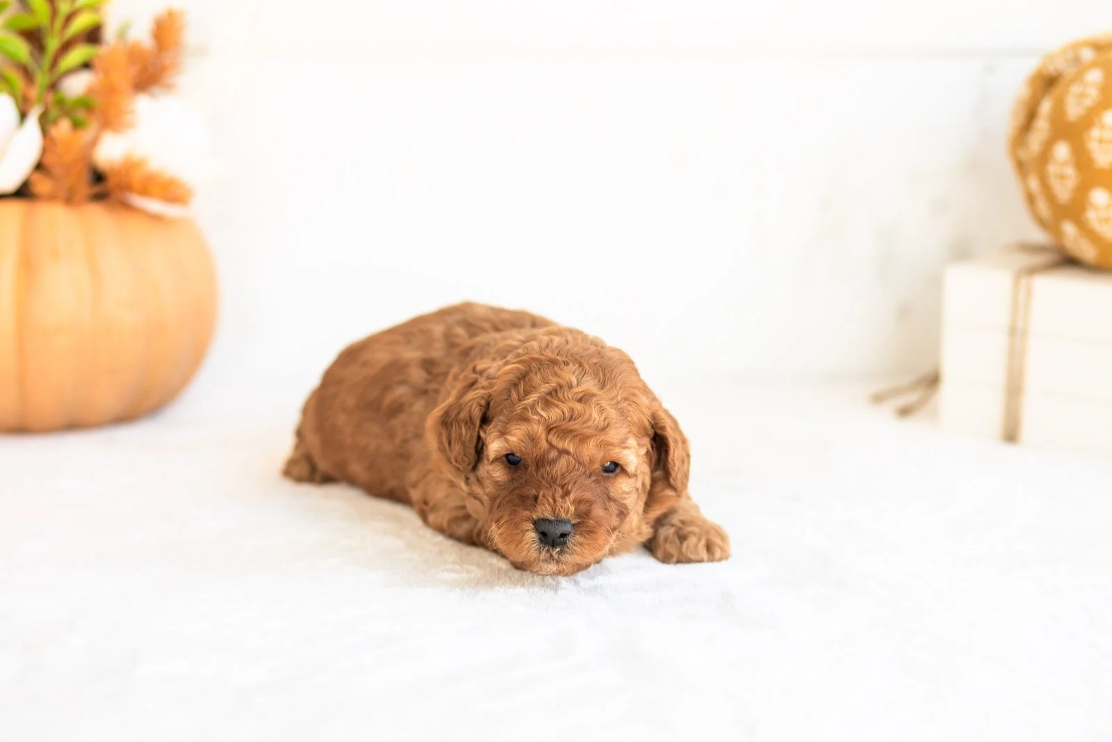 Nutmeg goldendoodle for sale 5.jpg
