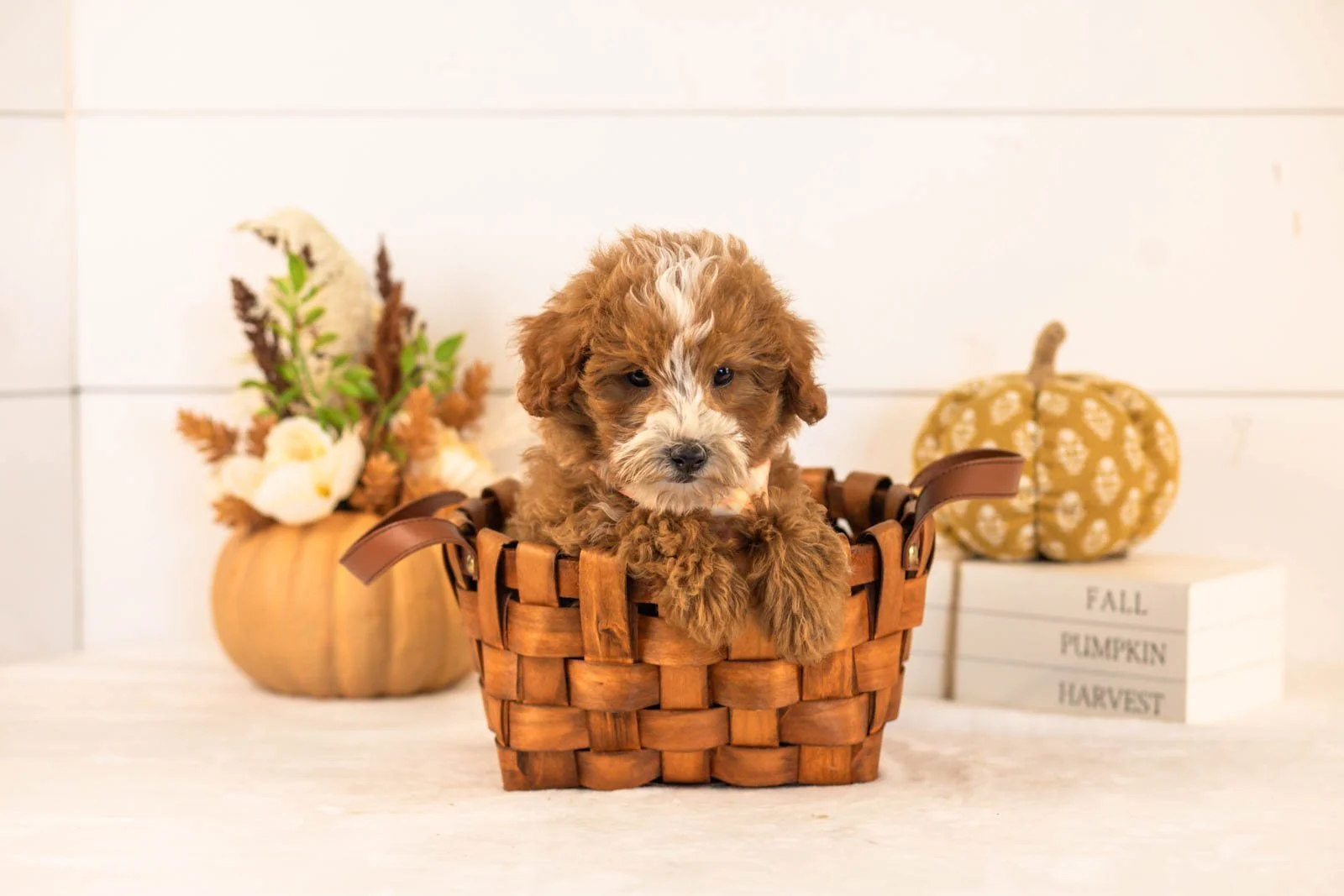 Inigo goldendoodle for sale 1.jpg