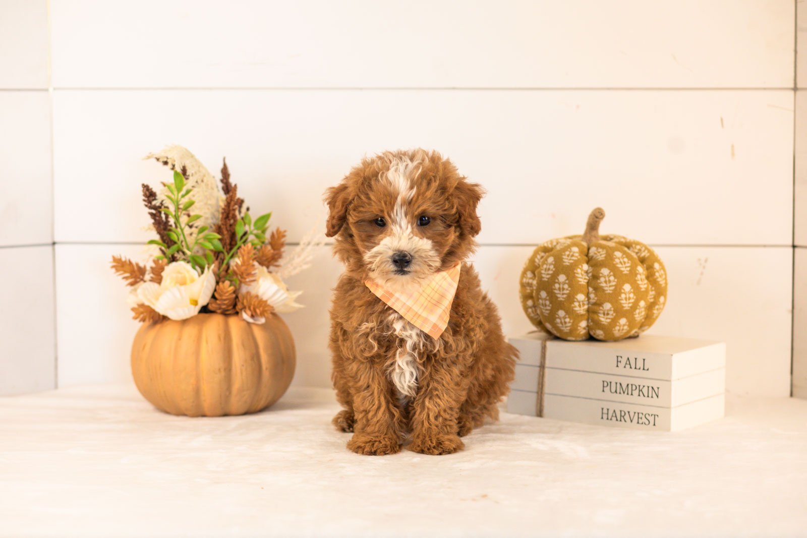 Inigo goldendoodle for sale 4.jpg