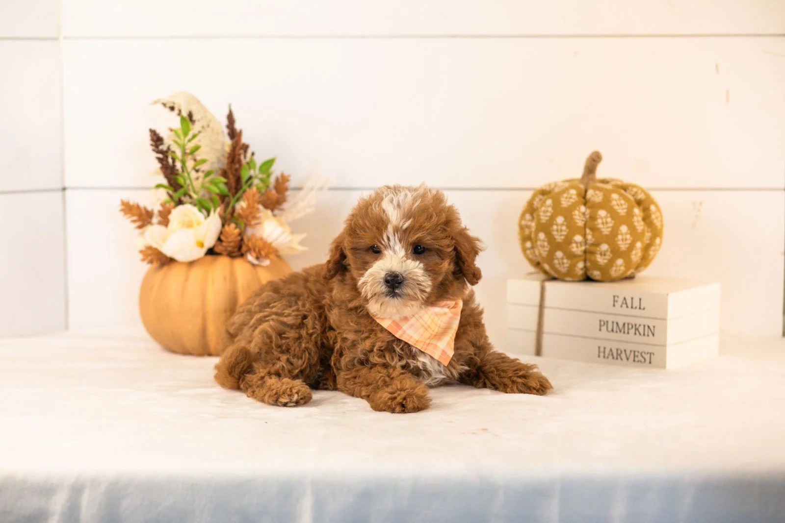Inigo goldendoodle for sale 3.jpg