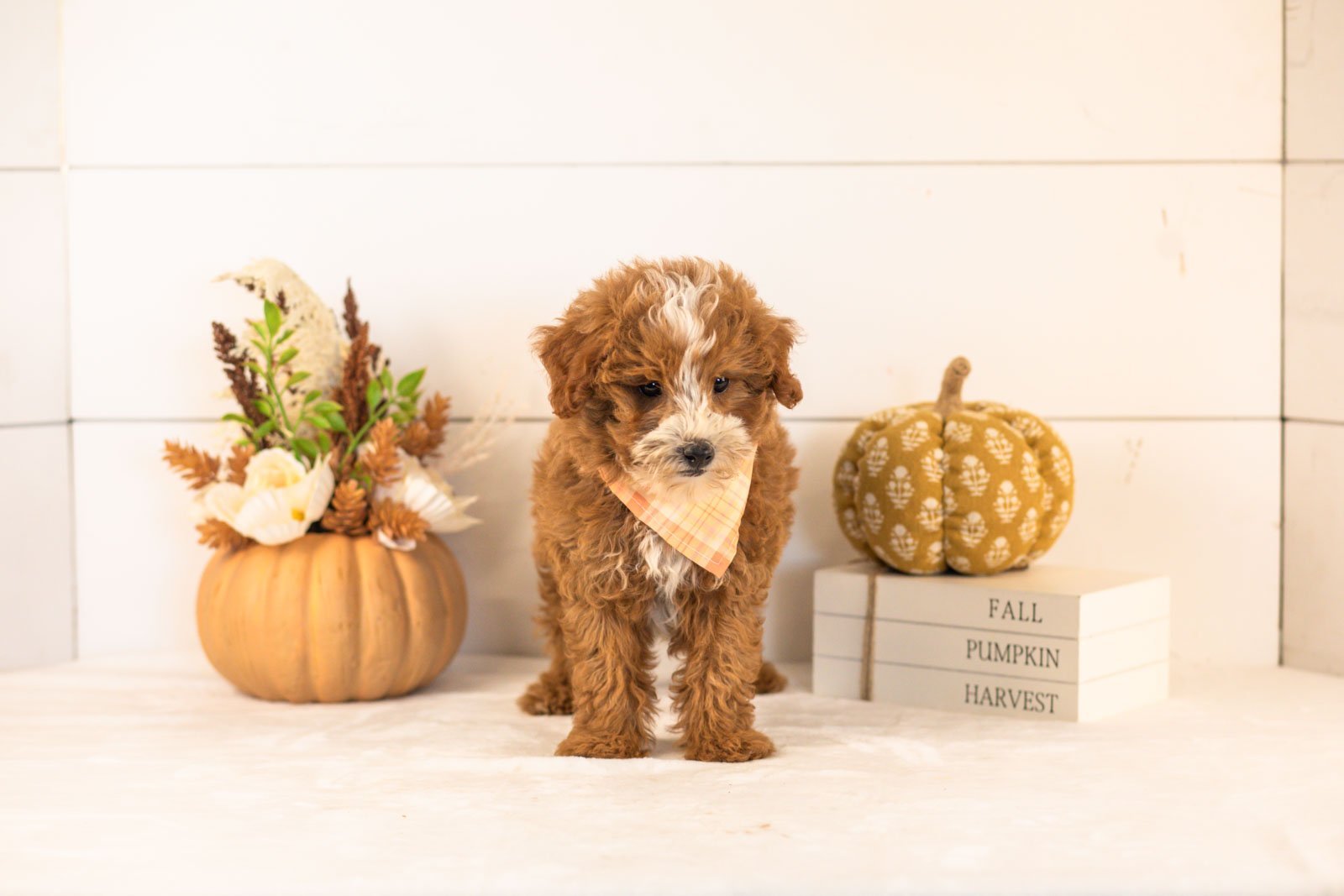 Inigo goldendoodle for sale 5.jpg