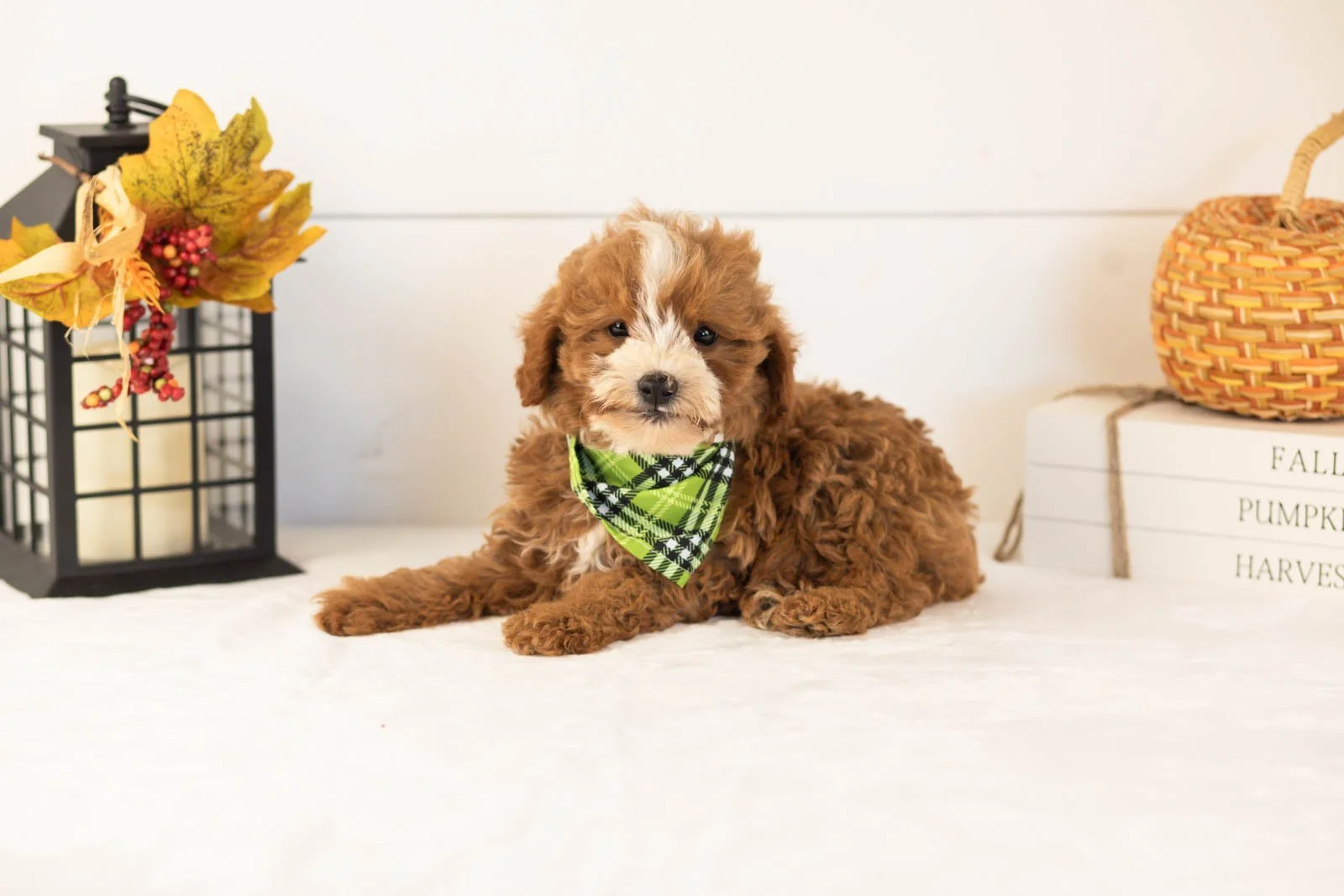Inigo goldendoodle for sale 5.jpg