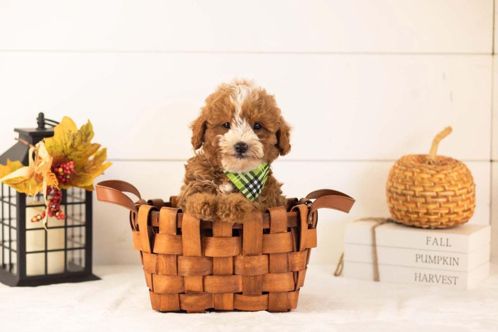Inigo goldendoodle for sale 1.jpg