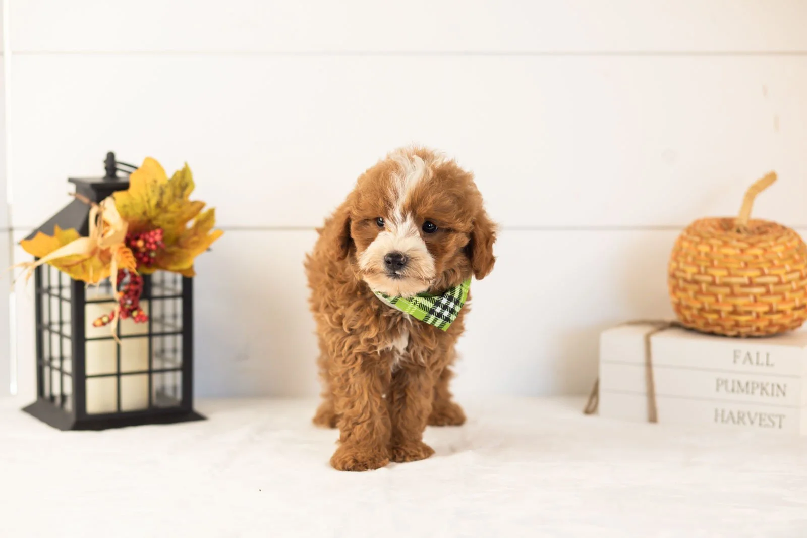 Inigo goldendoodle for sale 3.jpg