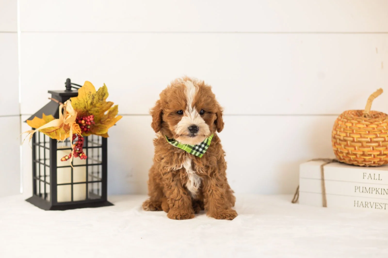 Inigo goldendoodle for sale 4.jpg