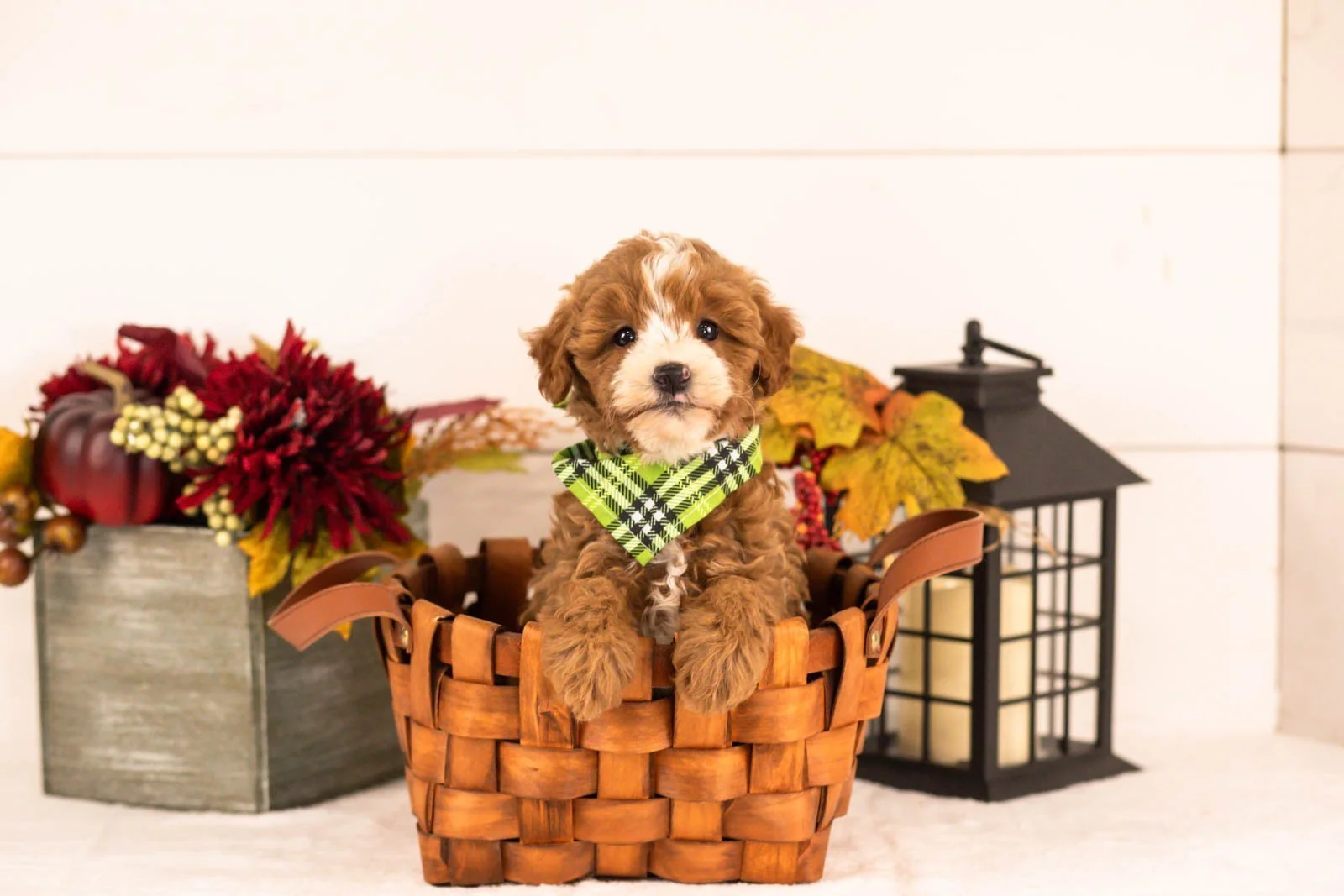 Inigo goldendoodle for sale 1.jpg
