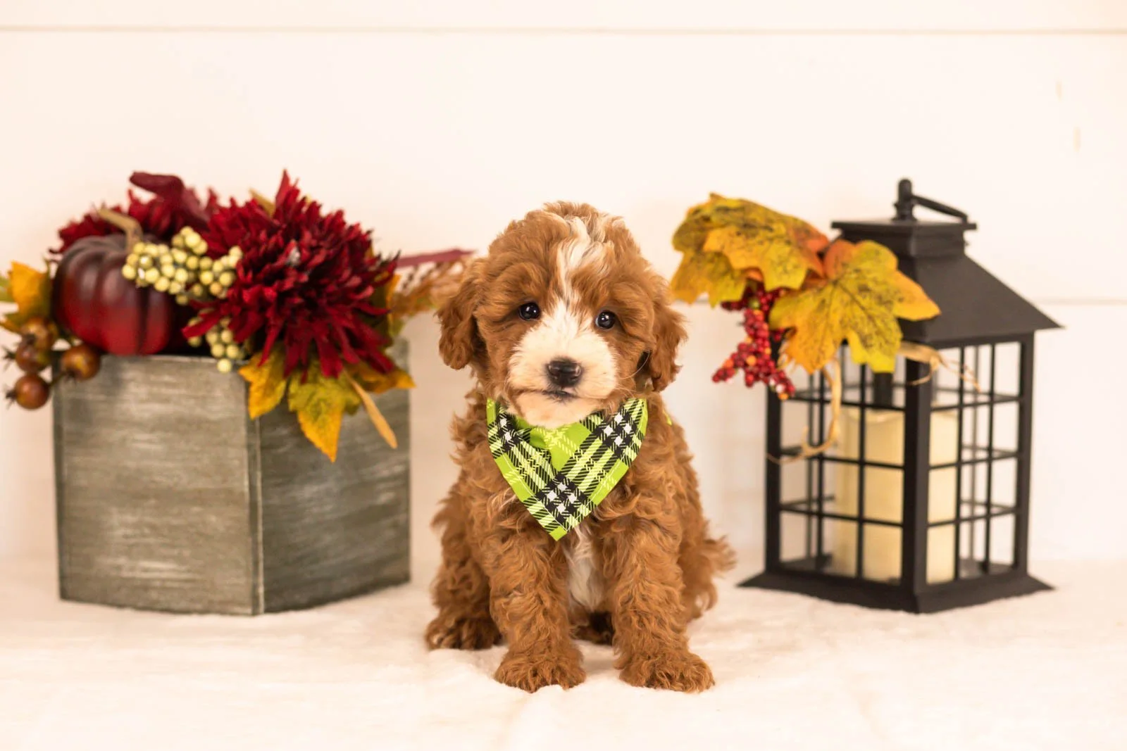 Inigo goldendoodle for sale 4.jpg