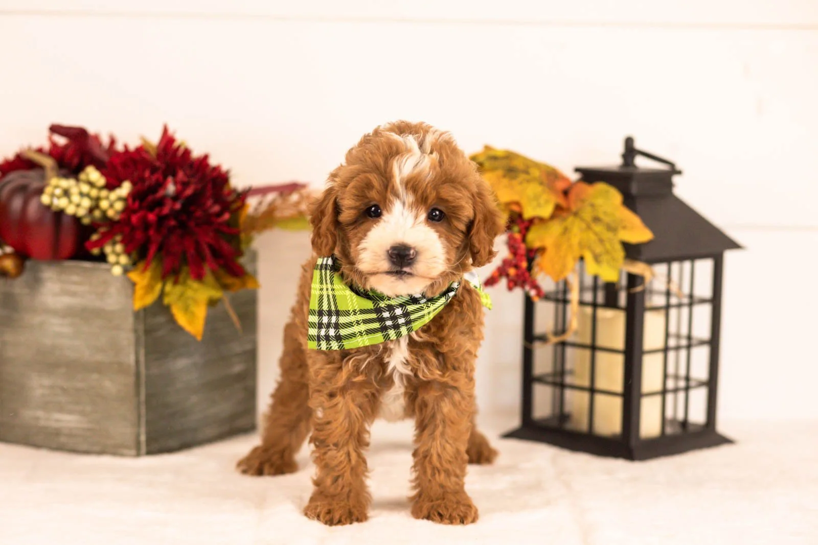 Inigo goldendoodle for sale 3.jpg