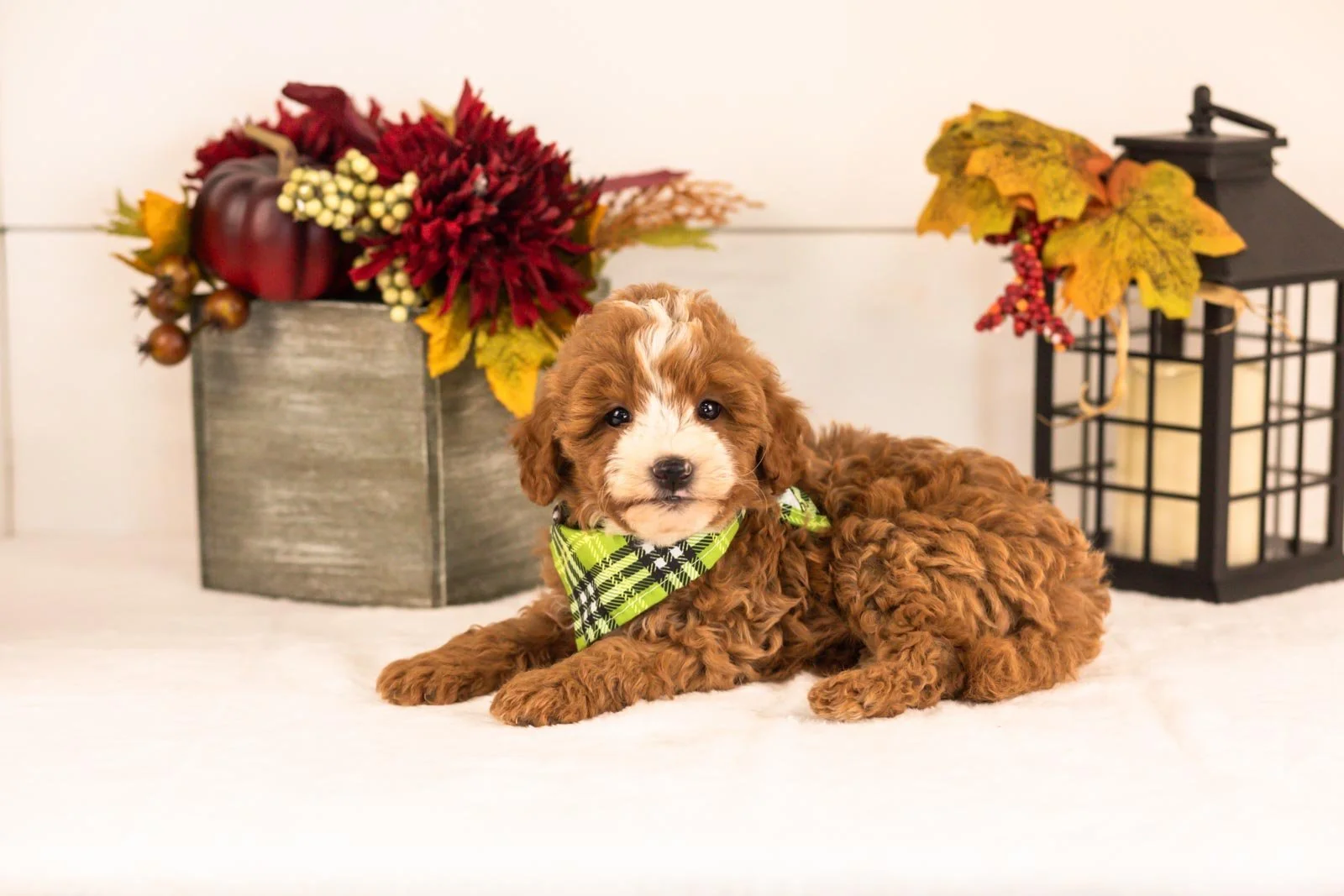 Inigo goldendoodle for sale 5.jpg
