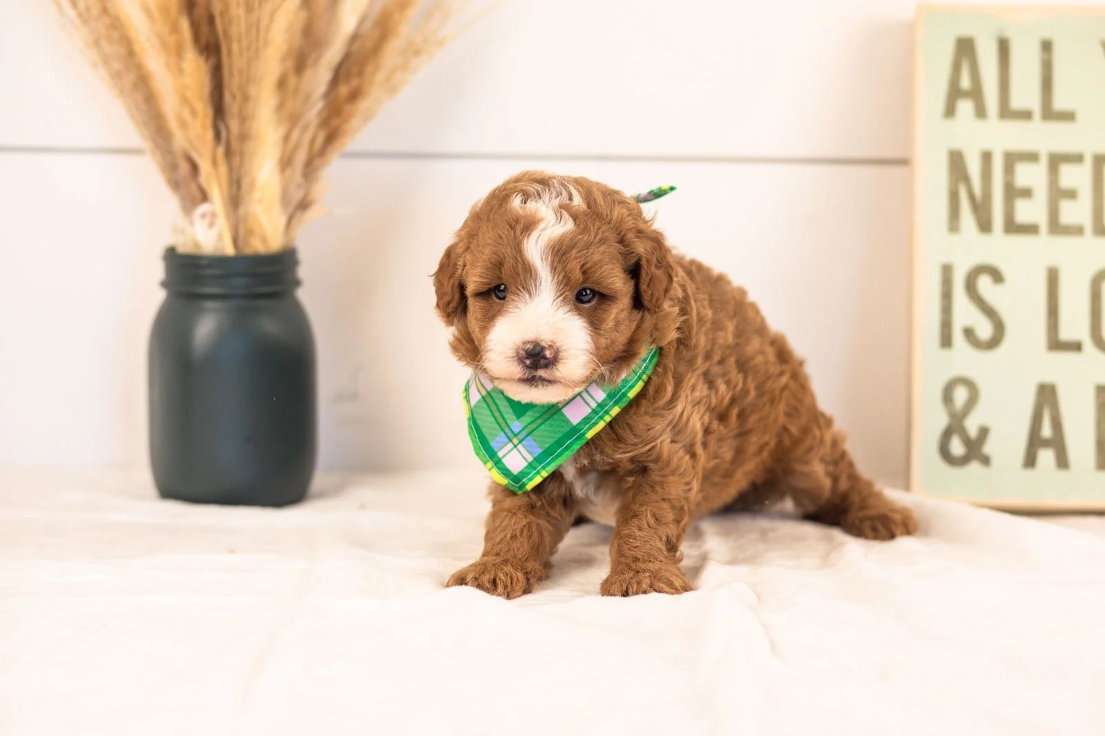 Inigo goldendoodle for sale(4).jpg