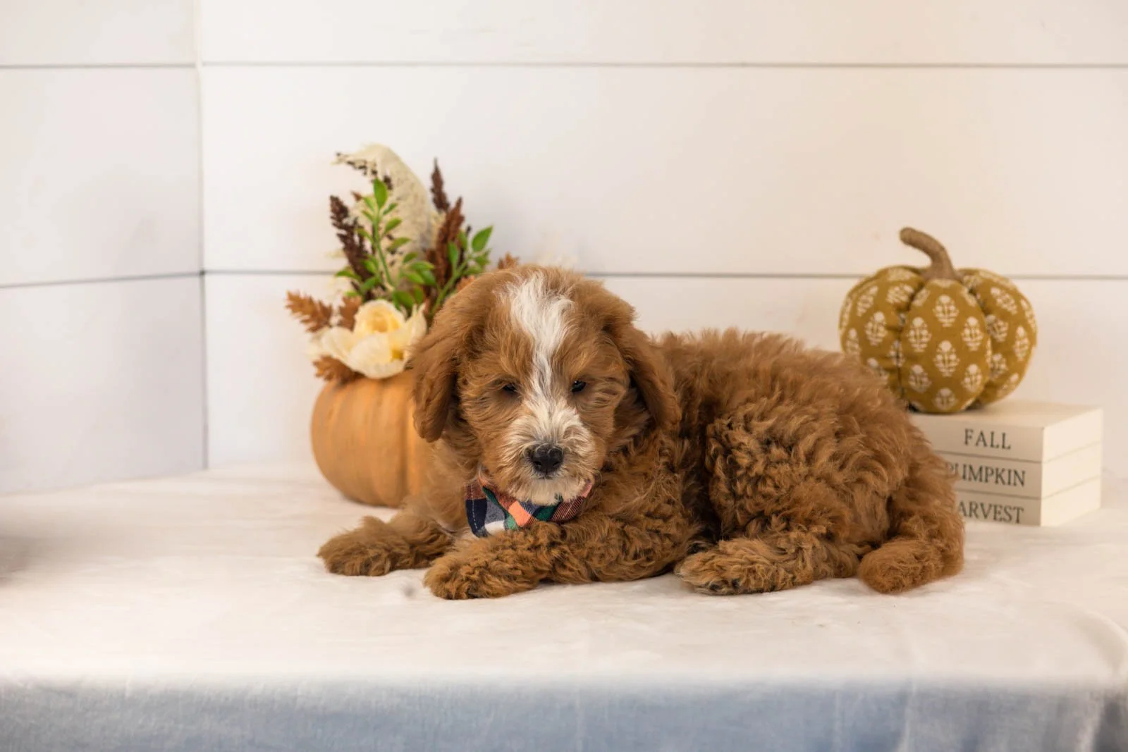 Miracle goldendoodle for sale 3.jpg