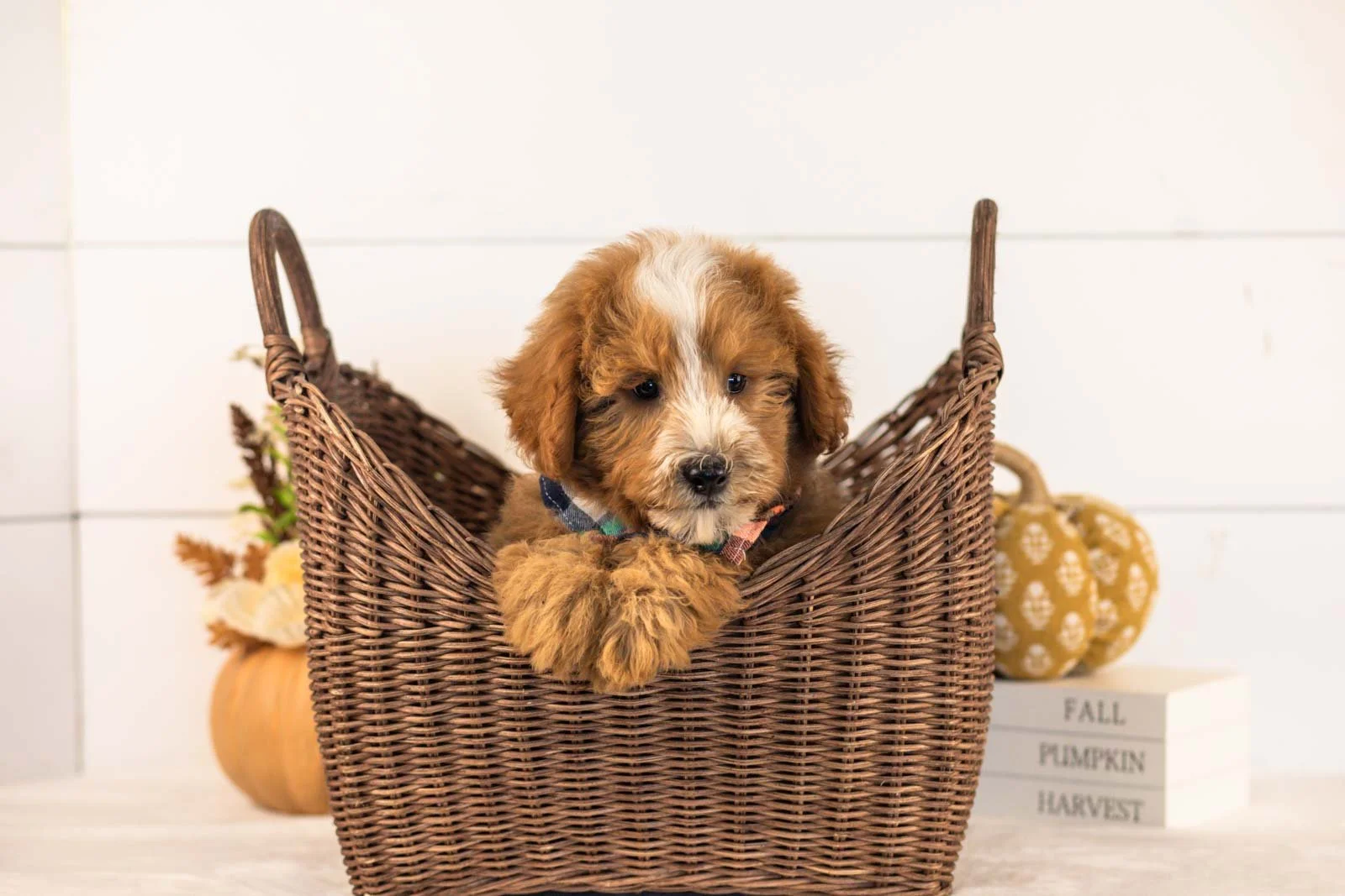 Miracle goldendoodle for sale 1.jpg