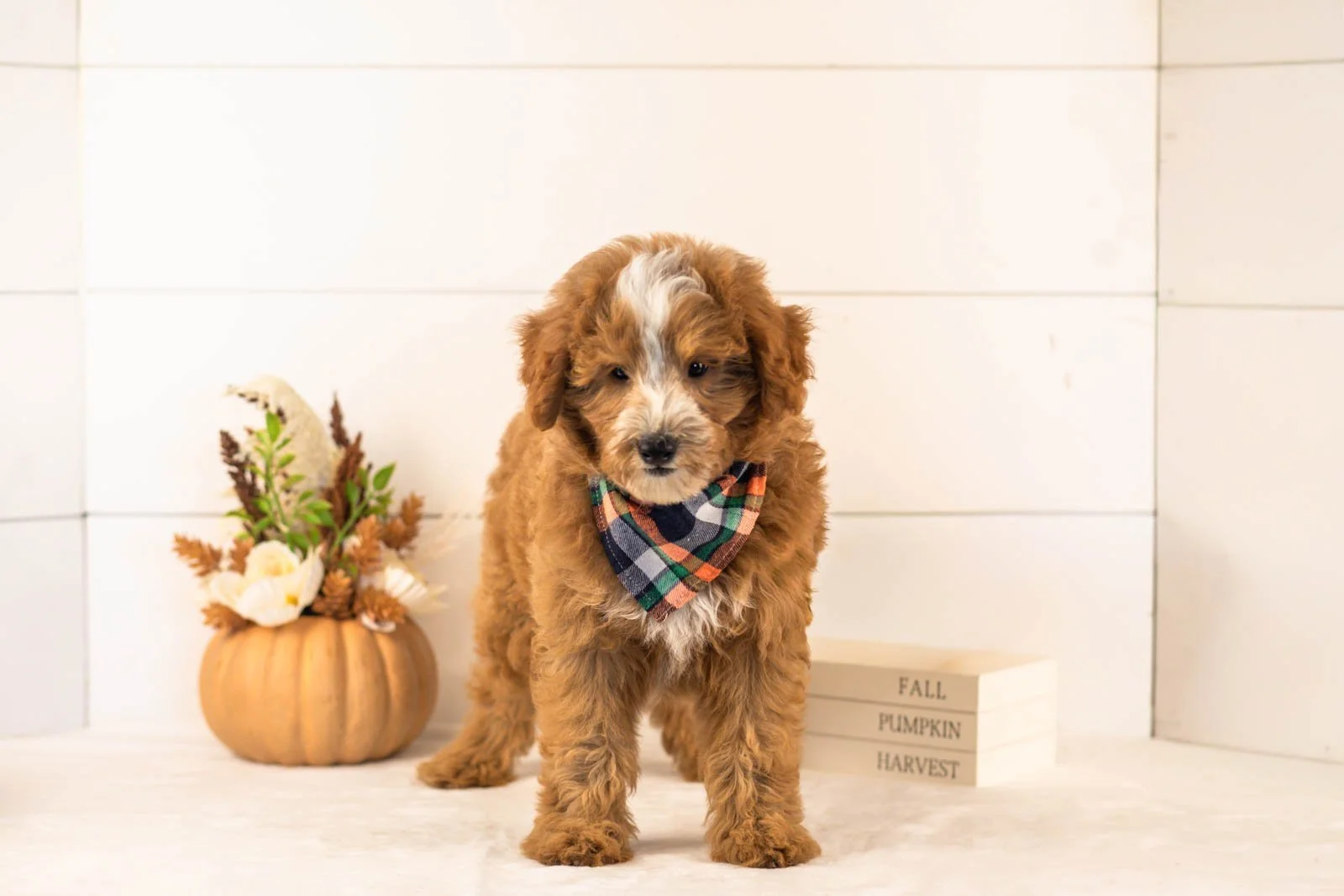 Miracle goldendoodle for sale 5.jpg
