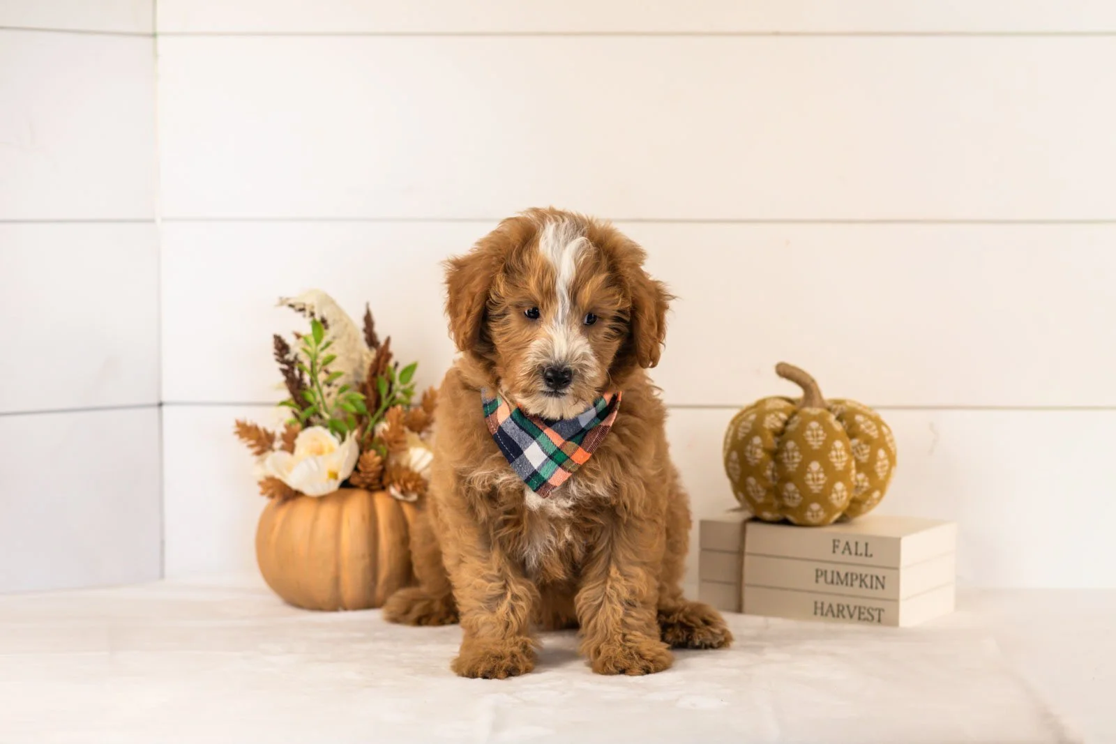 Miracle goldendoodle for sale 4.jpg