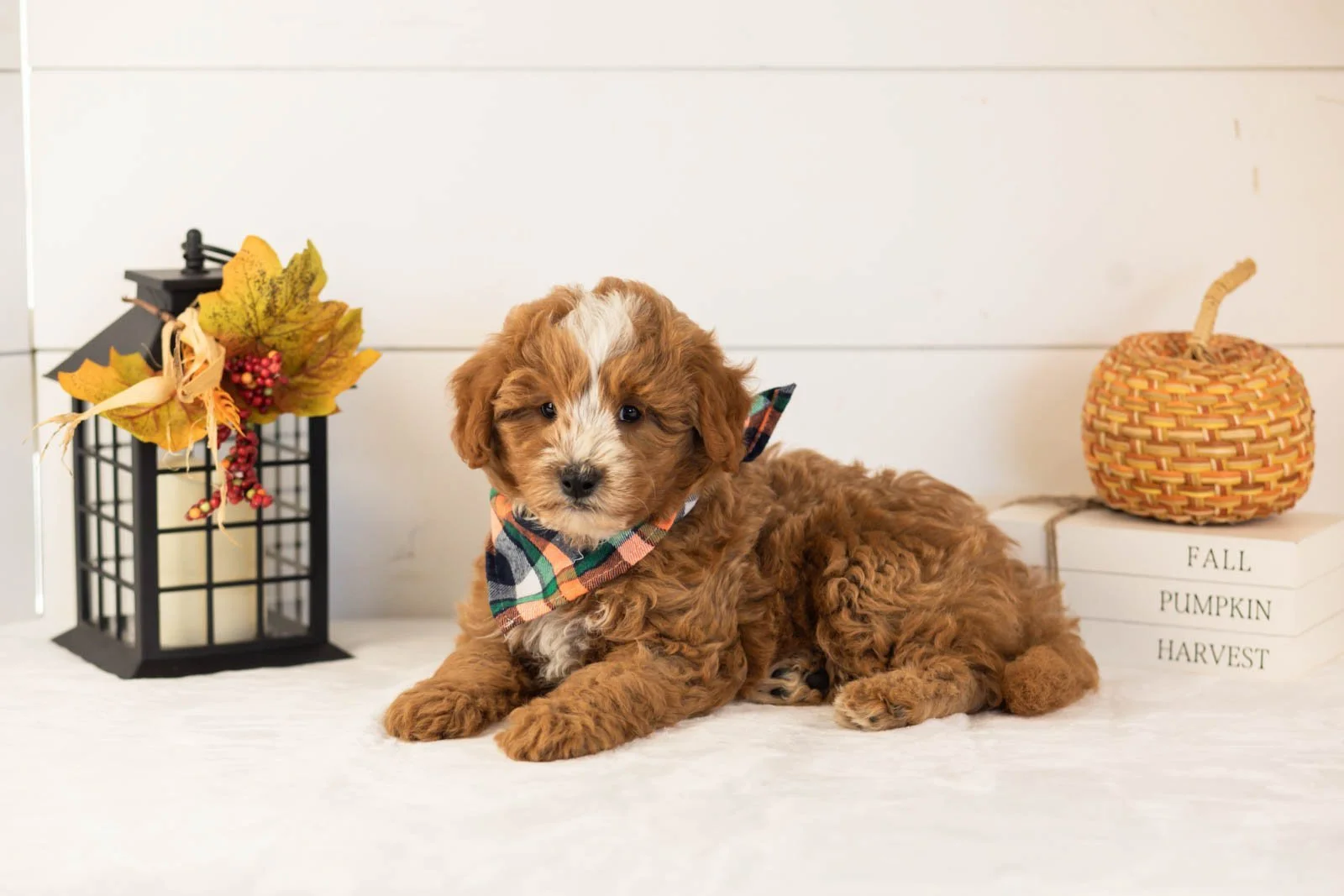 Miracle goldendoodle for sale 5.jpg