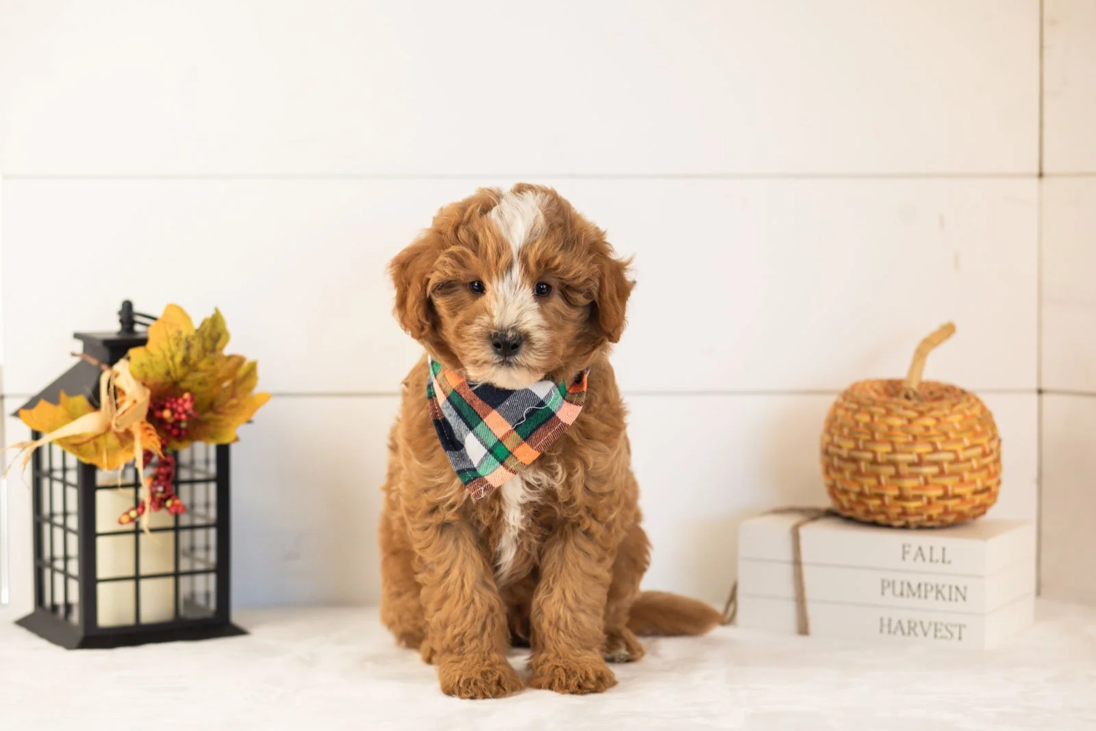 Miracle goldendoodle for sale 4.jpg