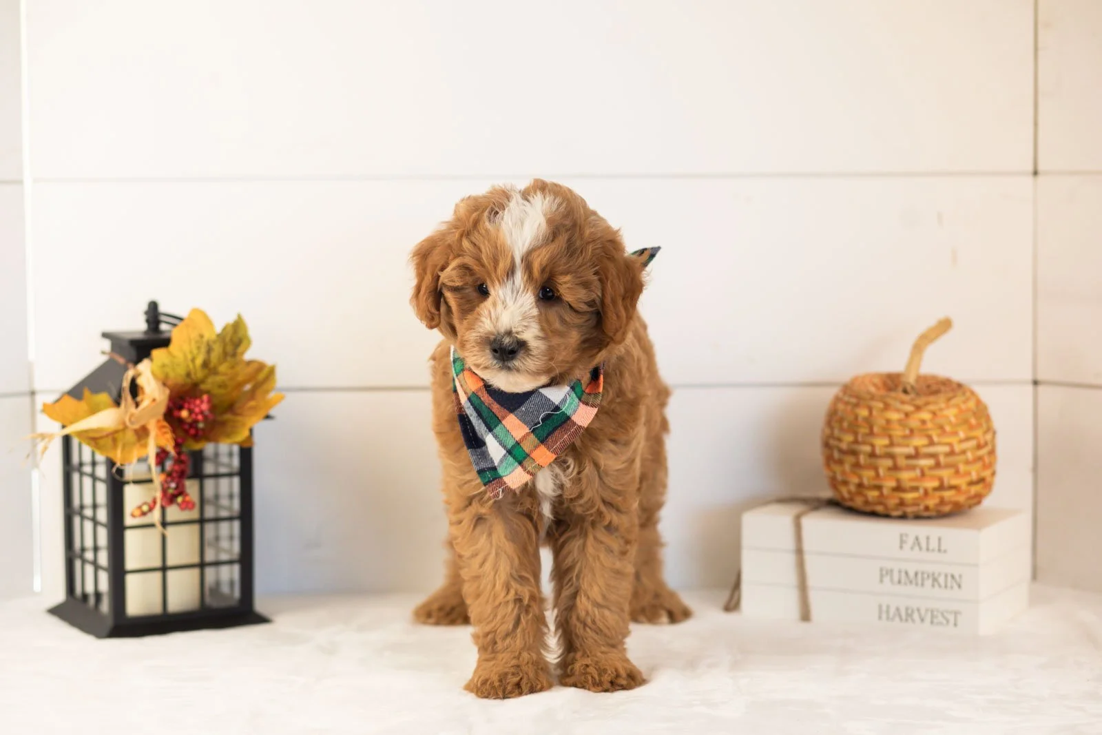 Miracle goldendoodle for sale 3.jpg