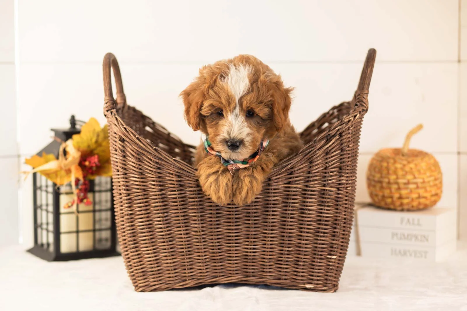 Miracle goldendoodle for sale 1.jpg