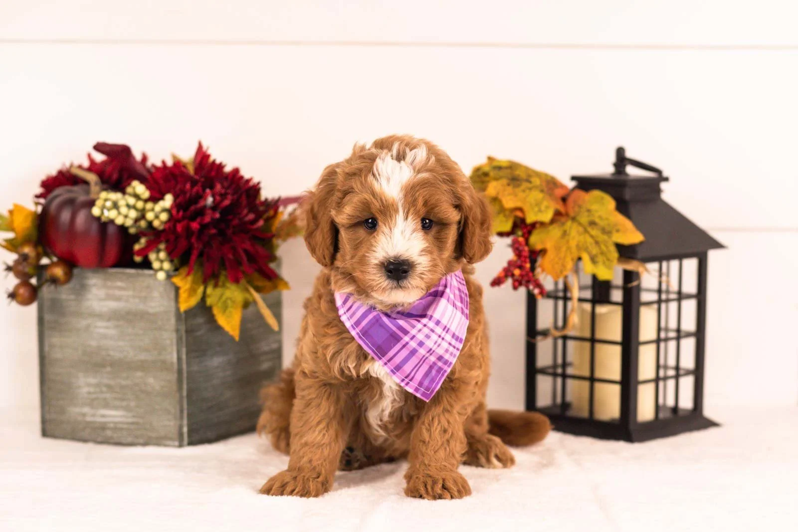 Miracle goldendoodle for sale 4.jpg