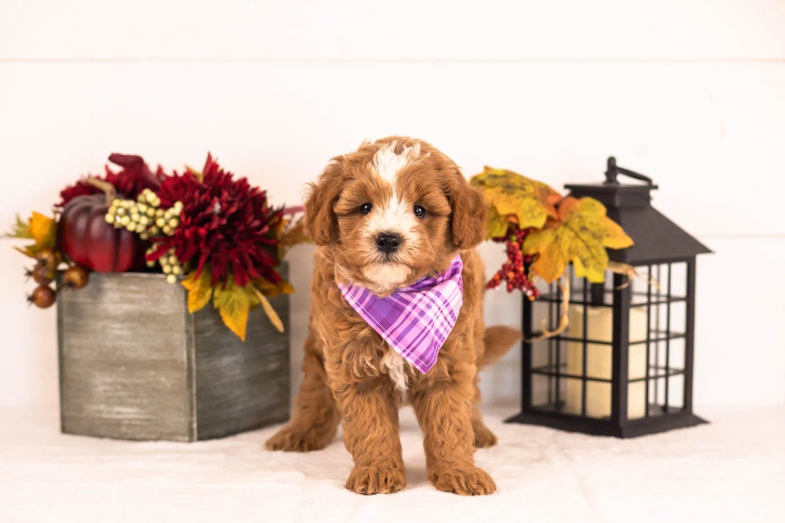 Miracle goldendoodle for sale 3.jpg