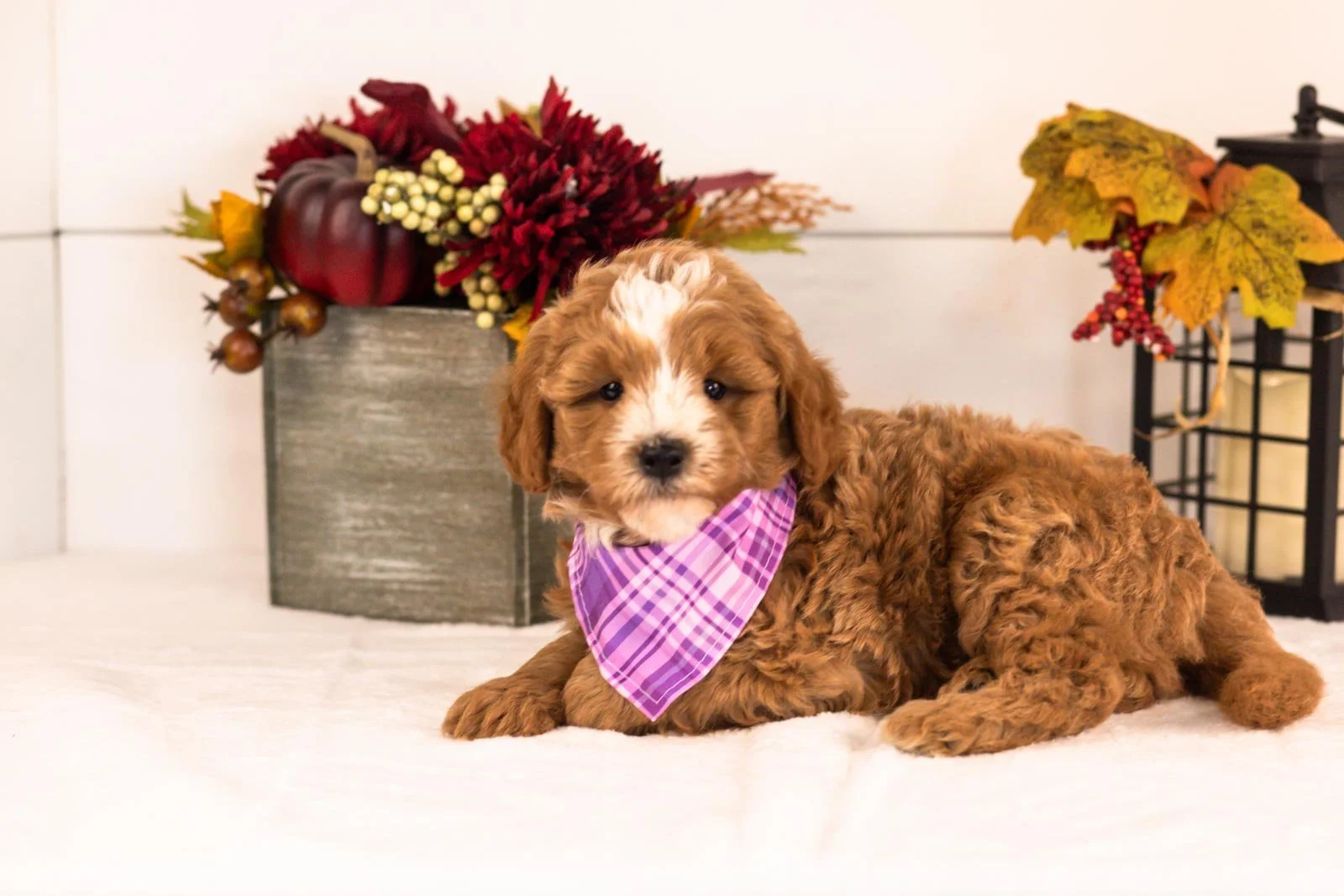 Miracle goldendoodle for sale 5.jpg