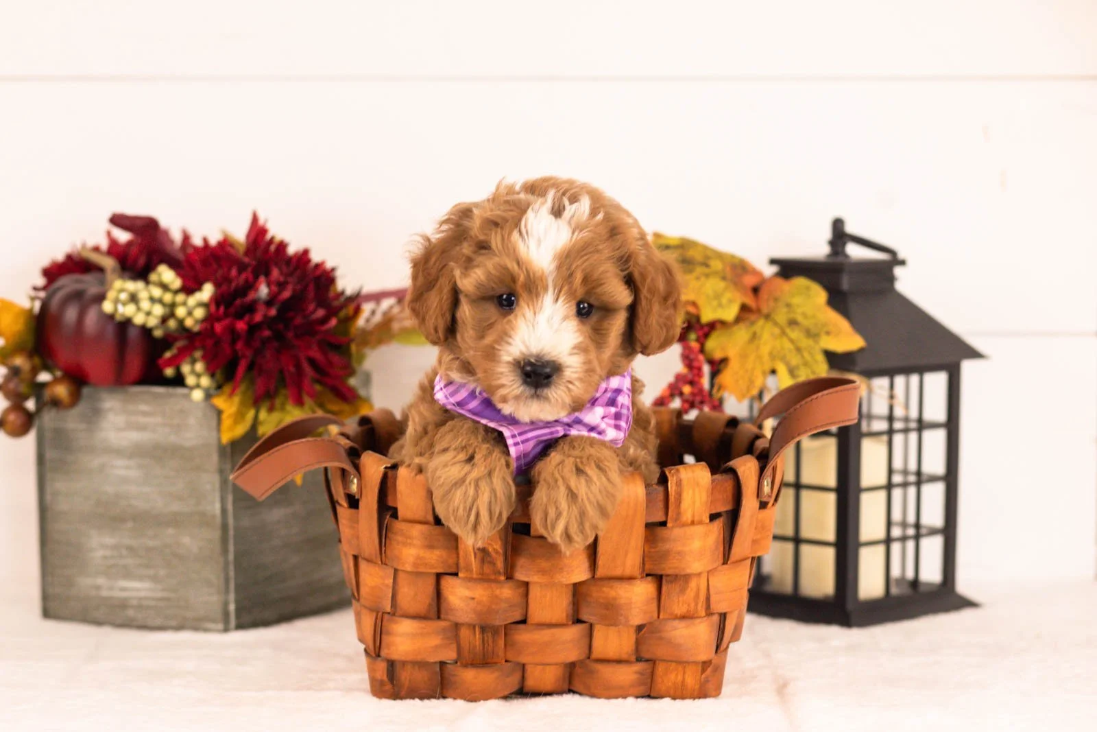 Miracle goldendoodle for sale 1.jpg