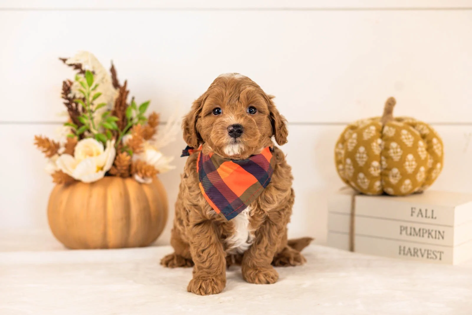 Chance goldendoodle for sale 4.jpg