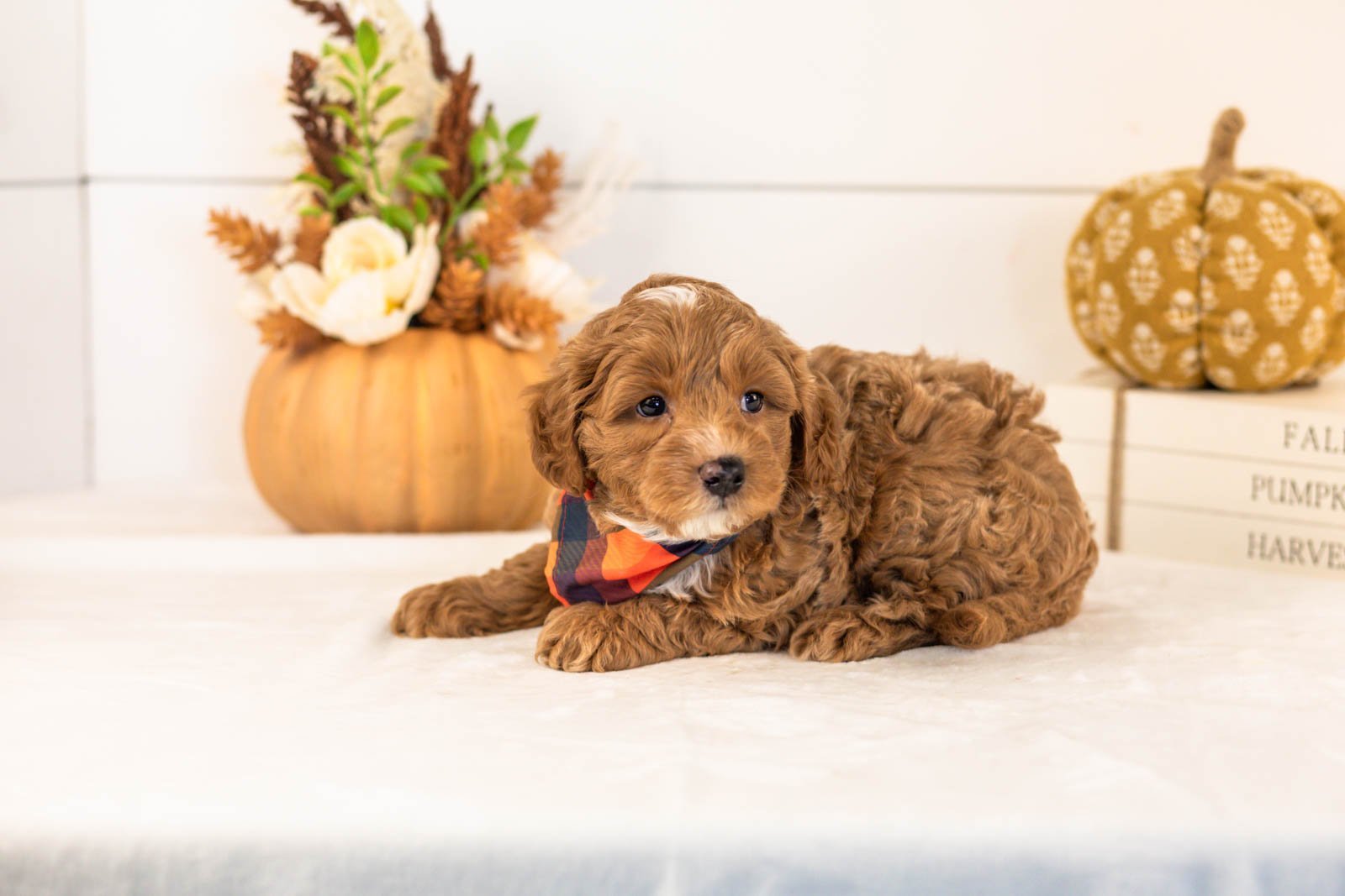 Chance goldendoodle for sale 5.jpg