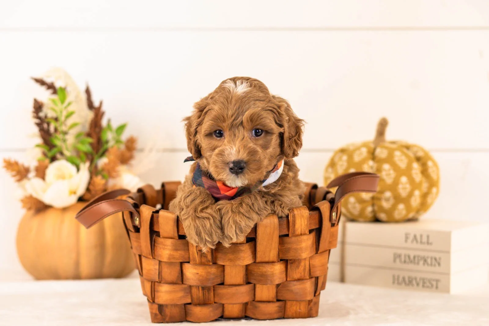 Chance goldendoodle for sale 1.jpg