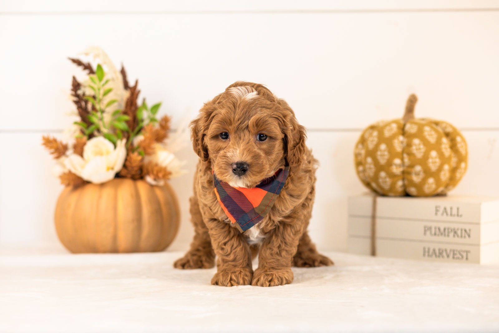 Chance goldendoodle for sale 3.jpg