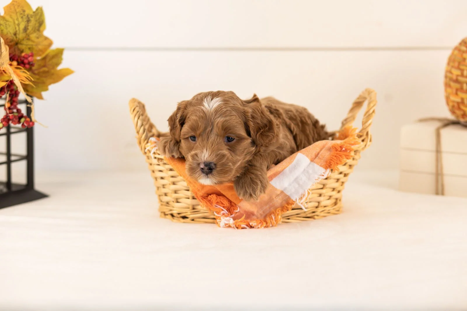 Chance goldendoodle for sale 1.jpg