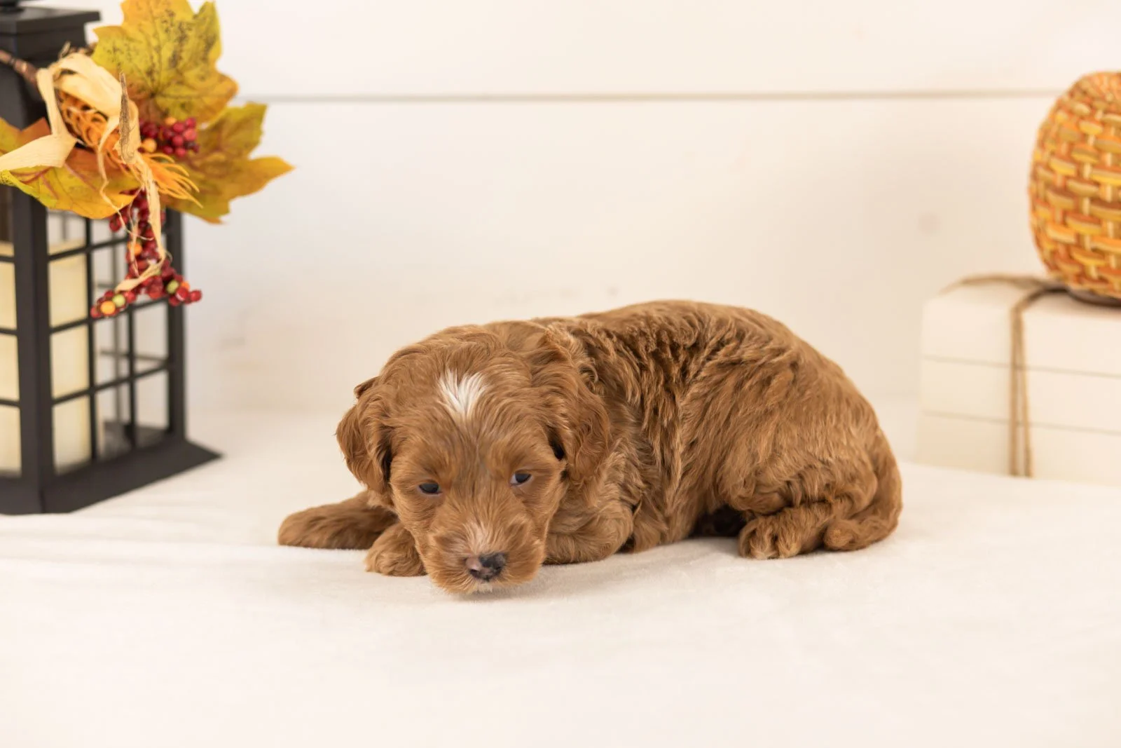 Chance goldendoodle for sale 3.jpg