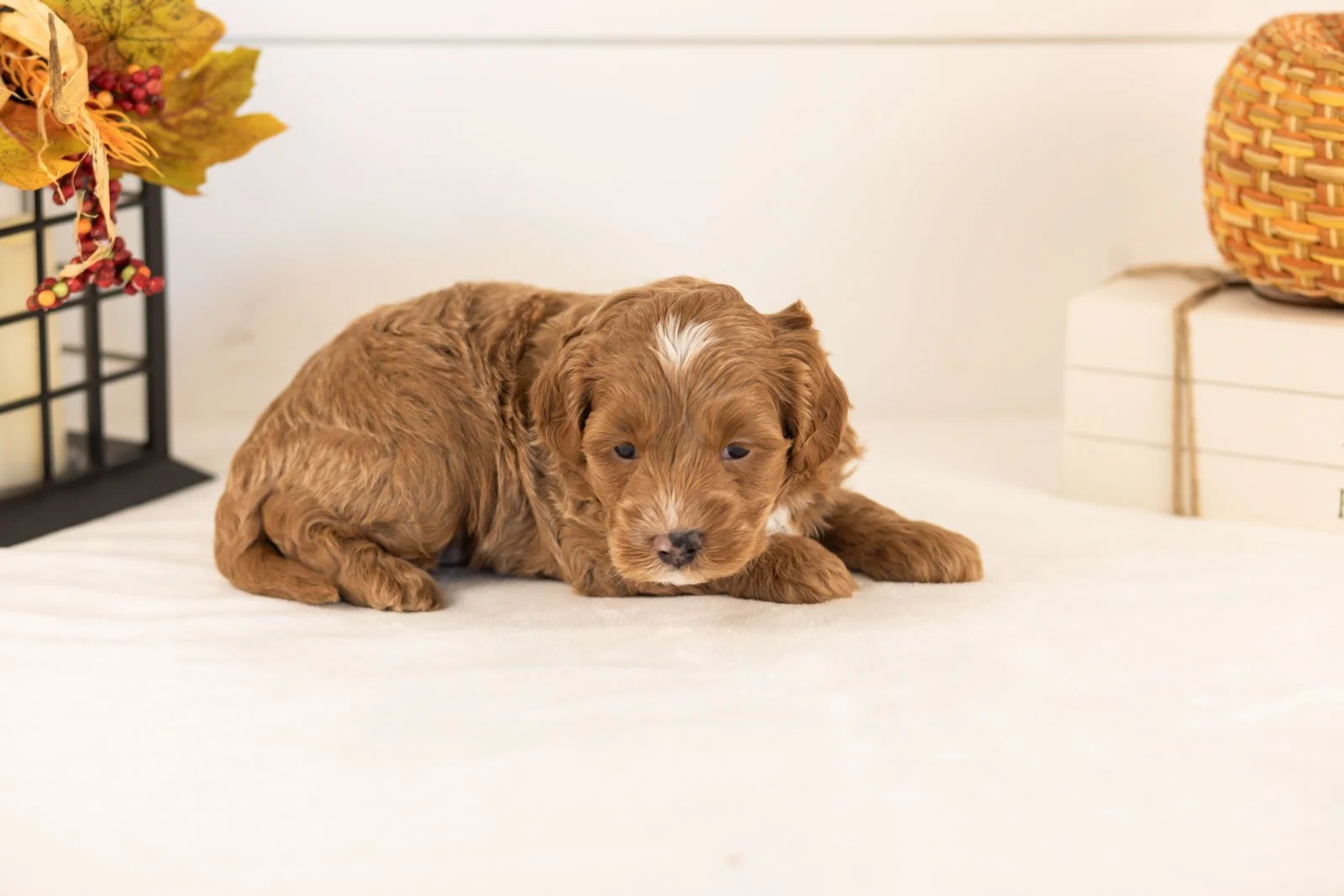 Chance goldendoodle for sale 4.jpg