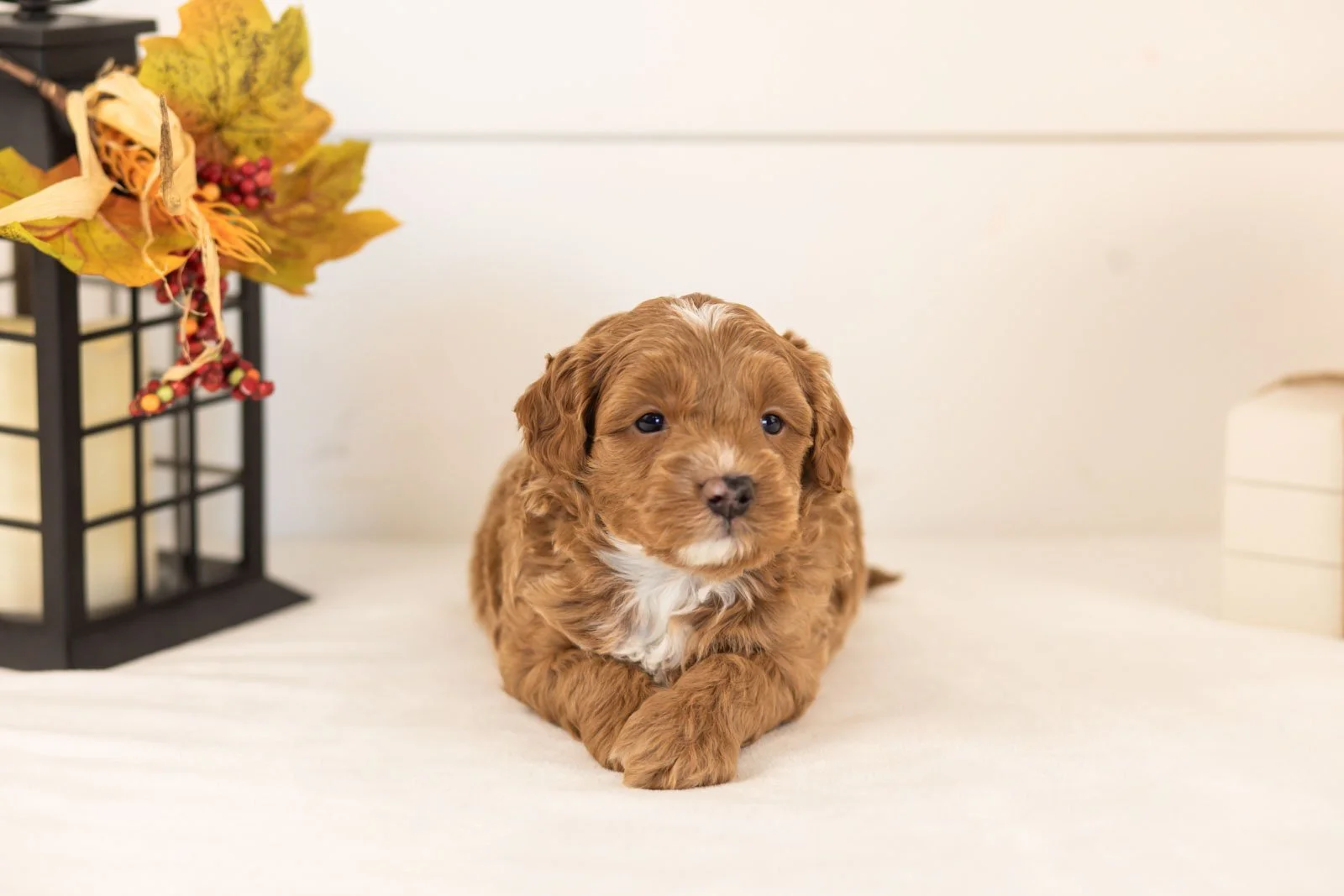 Chance goldendoodle for sale 5.jpg