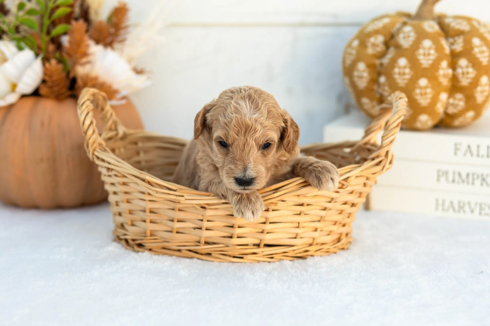 Addyson goldendoodle for sale 1.jpg