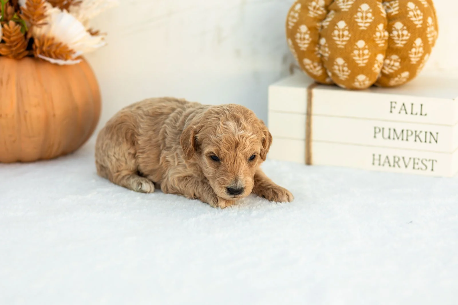 Addyson goldendoodle for sale 3.jpg