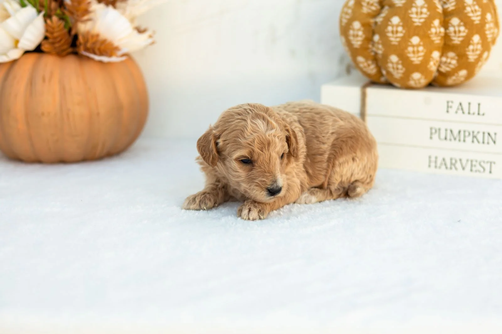 Addyson goldendoodle for sale 4.jpg