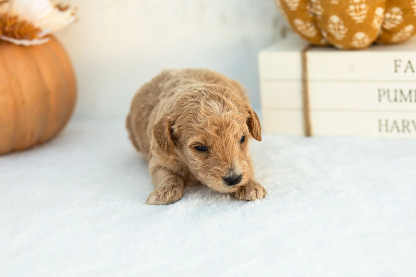 Addyson goldendoodle for sale 5.jpg