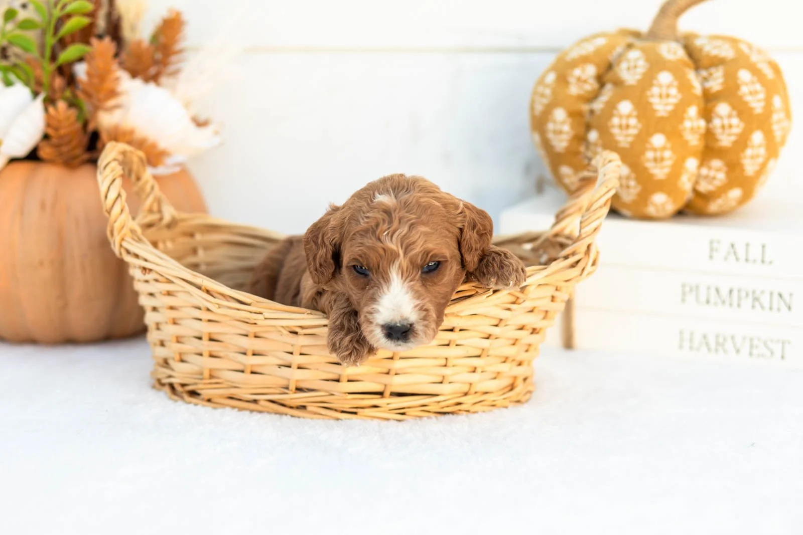 Ally goldendoodle for sale 1.jpg