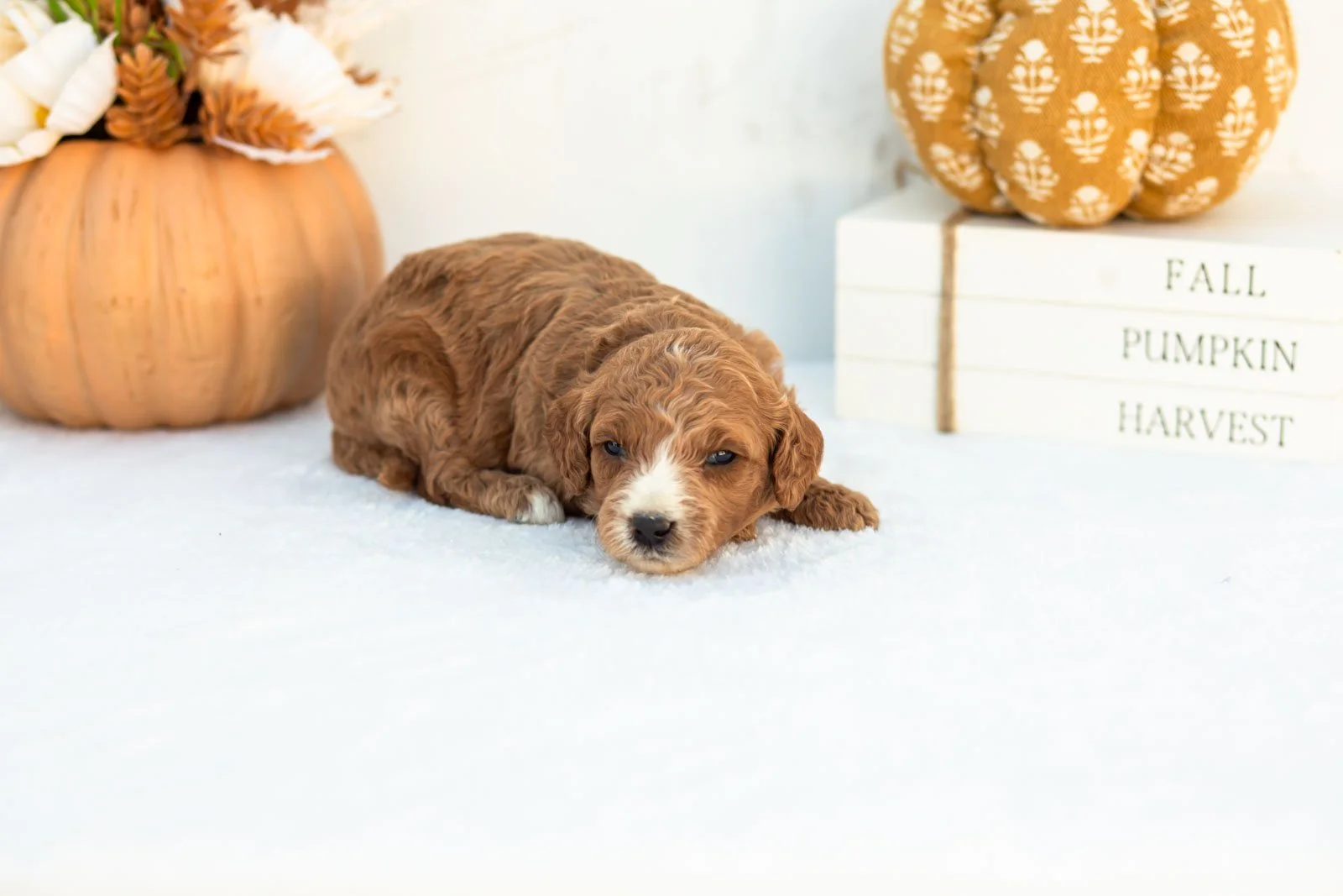 Ally goldendoodle for sale 3.jpg