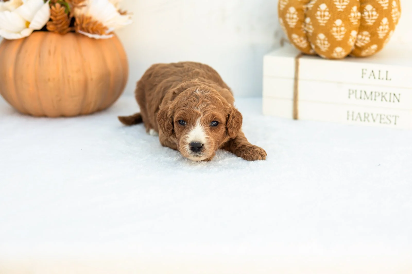 Ally goldendoodle for sale 4.jpg
