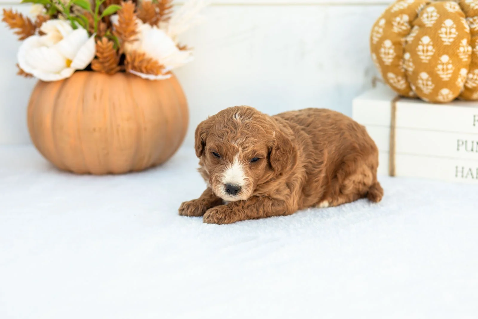 Ally goldendoodle for sale 5.jpg