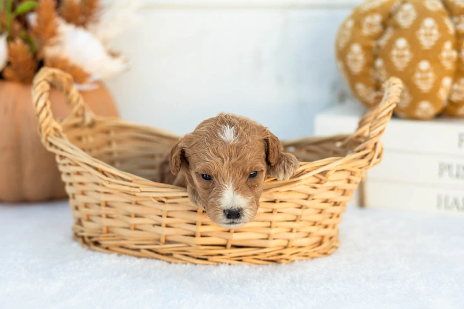 Angie goldendoodle for sale 1.jpg