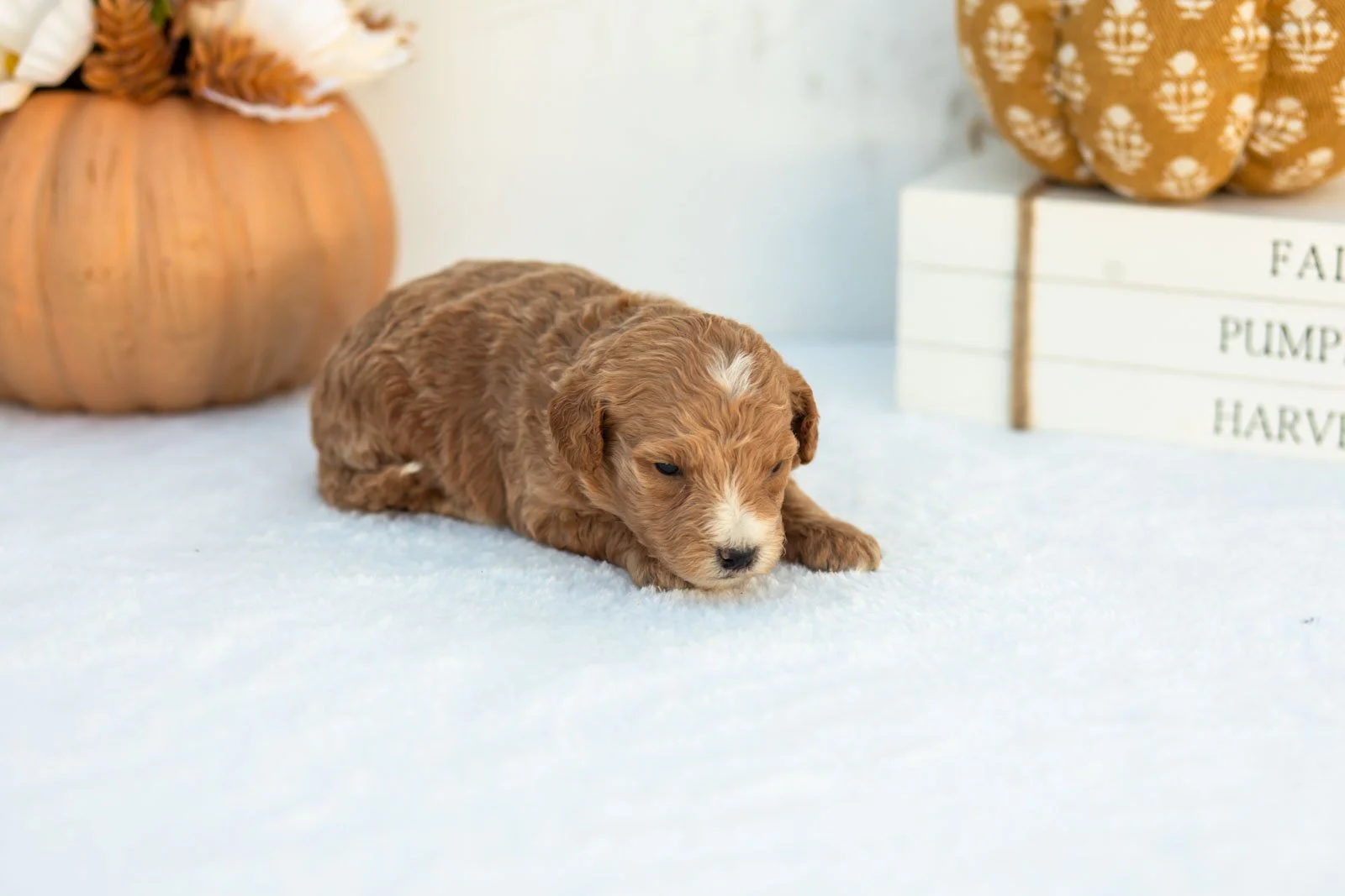Angie goldendoodle for sale 3.jpg