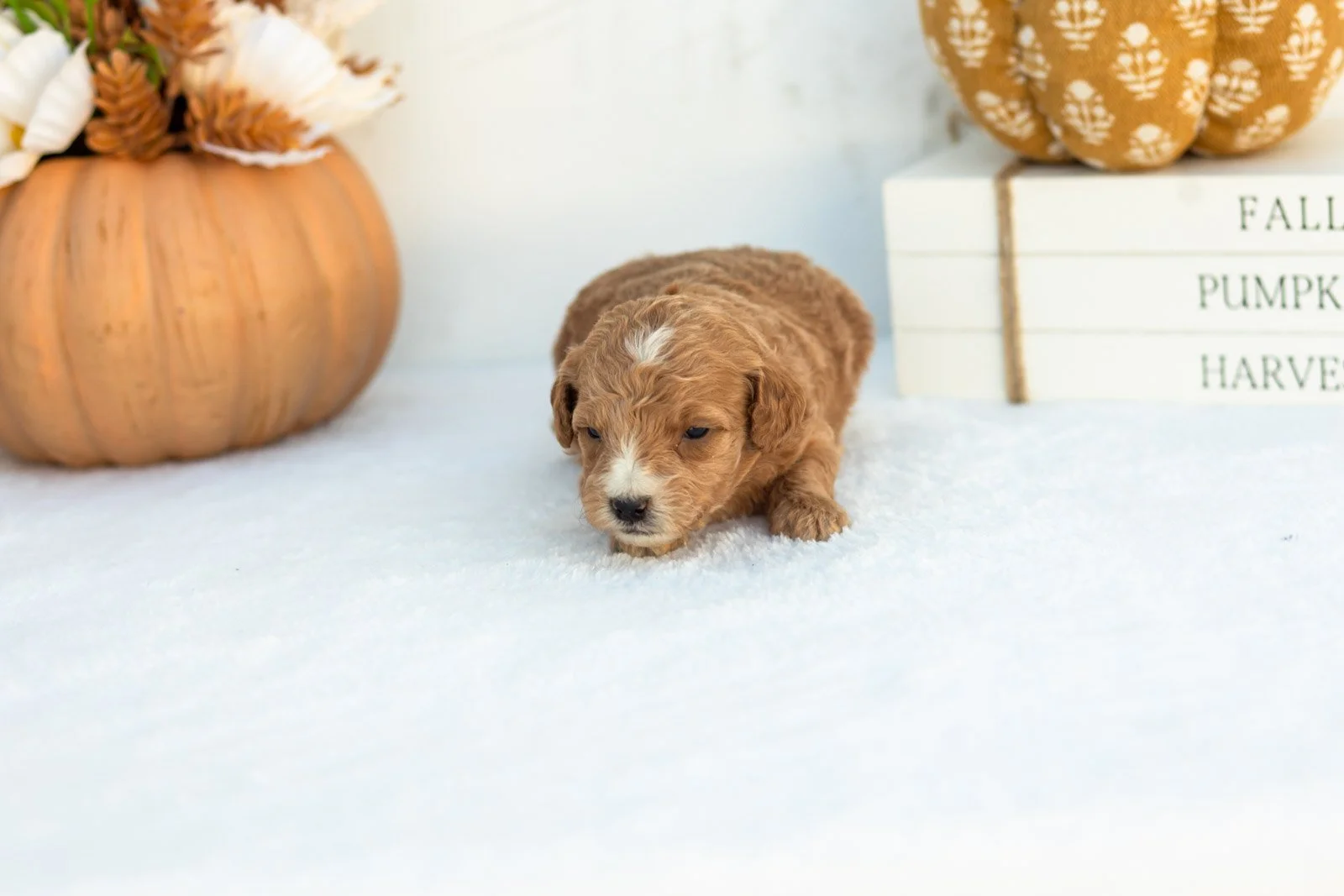 Angie goldendoodle for sale 4.jpg