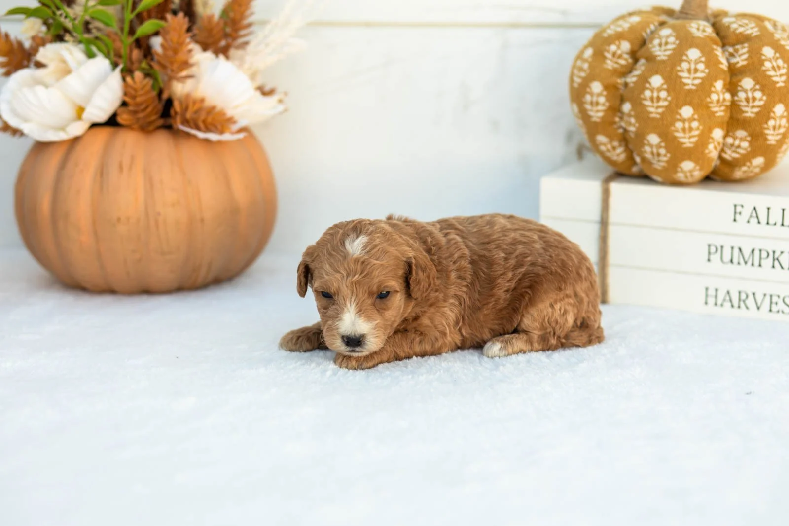 Angie goldendoodle for sale 5.jpg