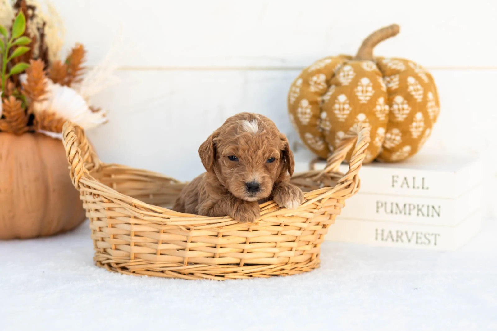Anna goldendoodle for sale 1.jpg