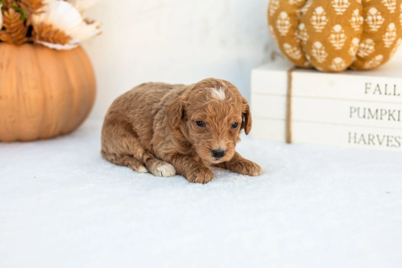 Anna goldendoodle for sale 3.jpg